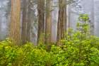 USA, California. Del Norte Redwoods State Park springtime with redwoods and rhododendrons Art Print